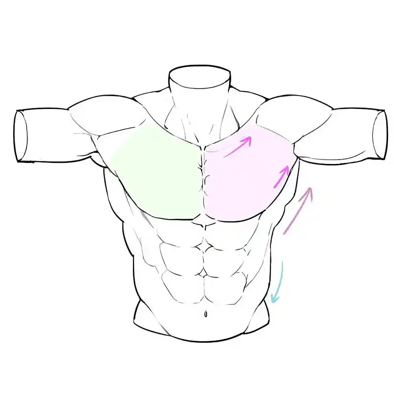 多角度胸肌画法!#画画 #板绘 #插画 #二次元原创 #线稿 - 抖音