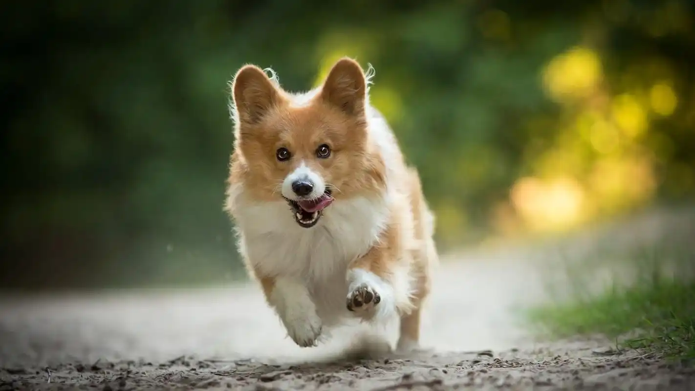 狗狗"爱听的"6句话,你肯定有说过!