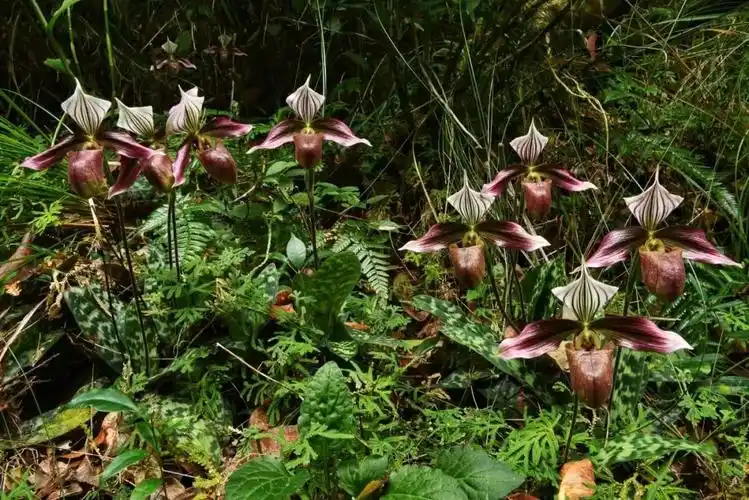 广东紫金白溪省级自然保护区紫纹兜兰进入盛开期