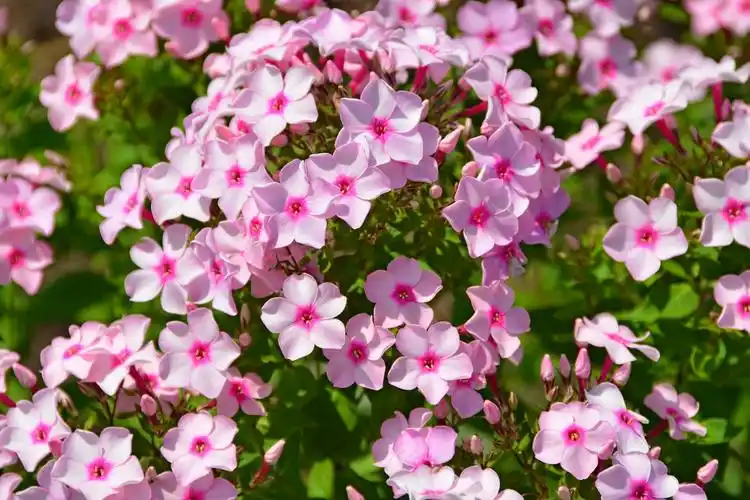 粉色绣球花,原创拍摄