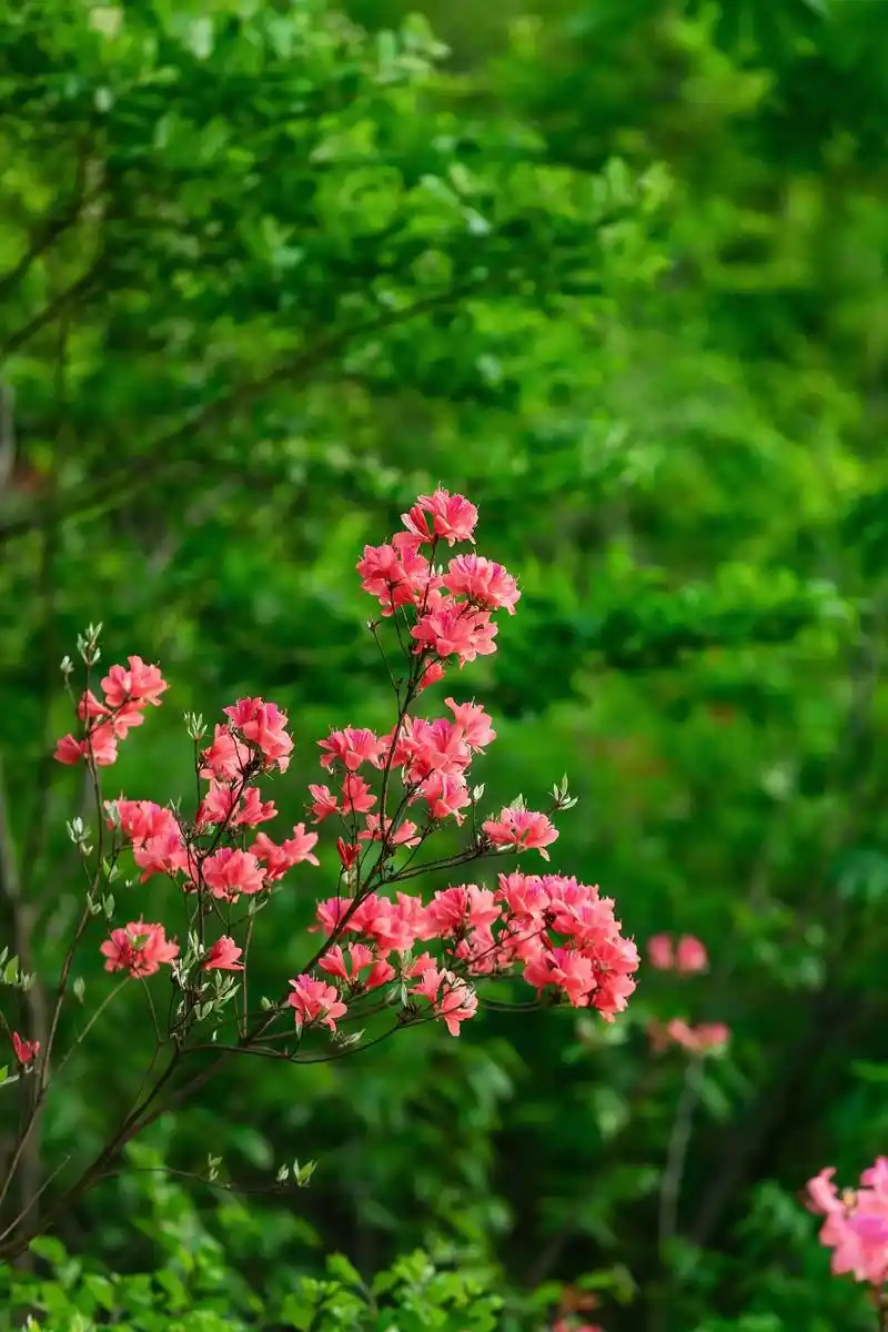 九仙山笔架峰花路,映山红里蝶恋仙#治愈系风景 #风景 #带你 - 抖音