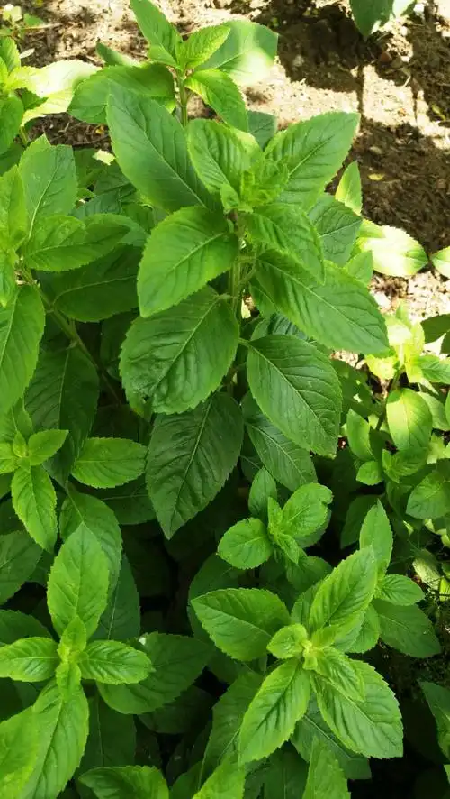 日月峡中草药050薄荷2