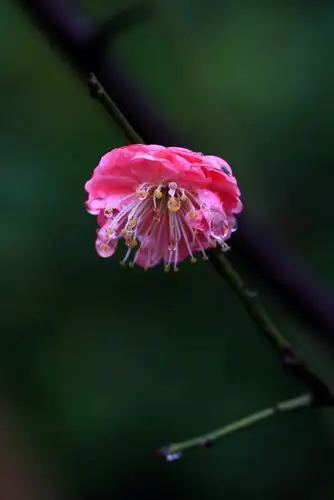 带水滴的梅花