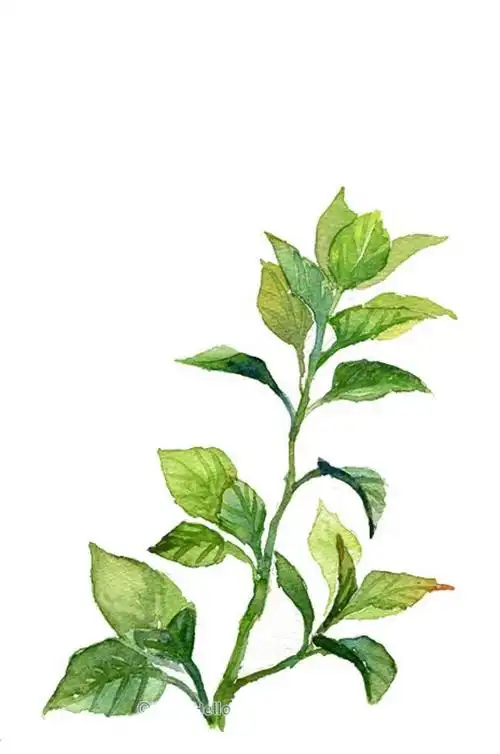 3月16日的生日花是《薄荷》星座:双鱼座.花语是