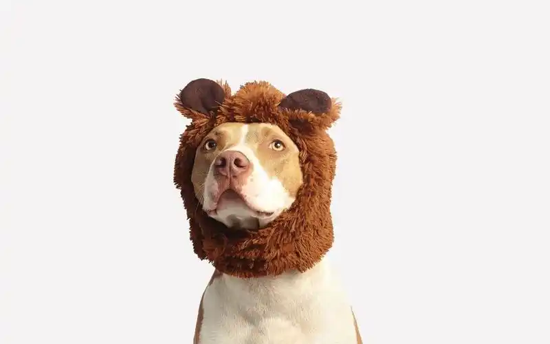 超萌可爱搞笑狗头图片壁纸 第4页-高清背景图-zol桌面壁纸