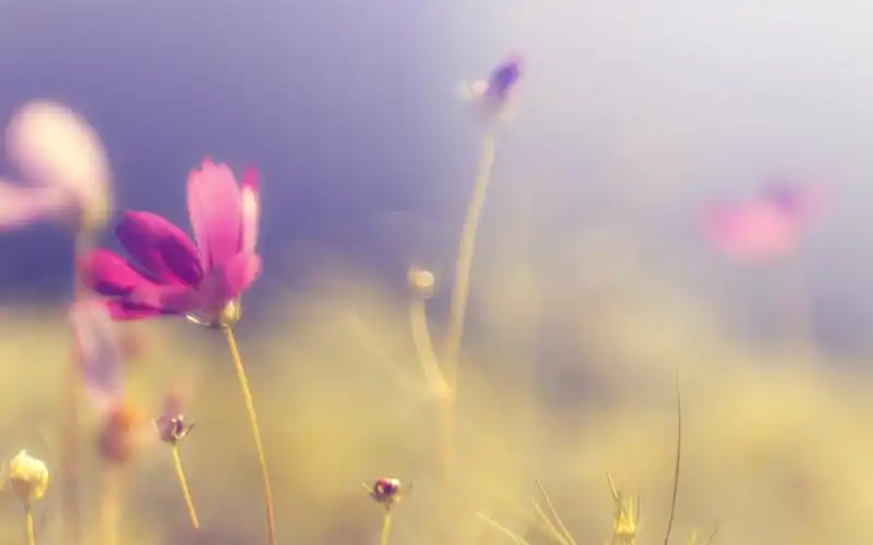 唯美可爱的粉色花朵高清电脑桌面壁纸下载