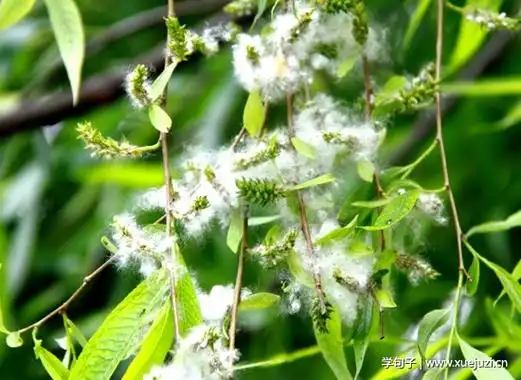 关于描写柳絮的句子及图片