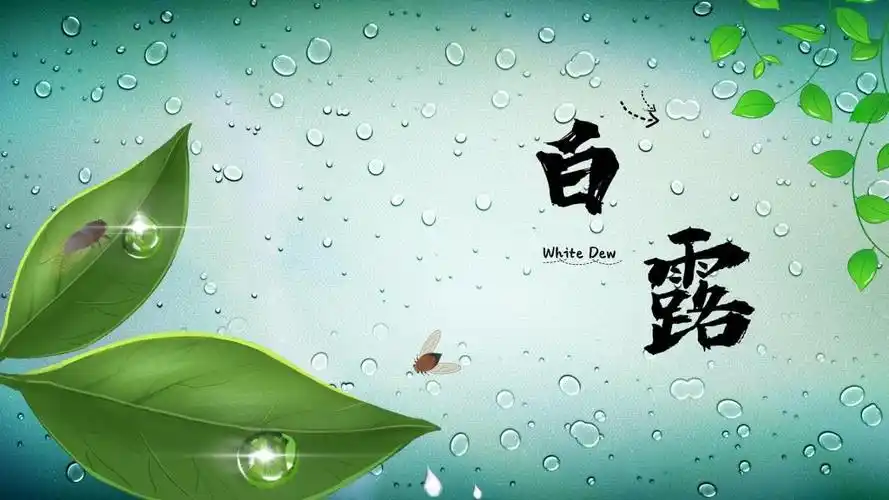 2021年白露图片,高清壁纸图片-回车桌面
