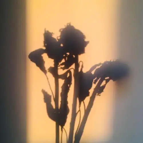 花与日落的影子