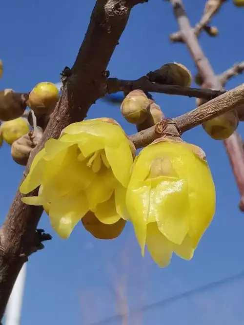 各色梅花惹人醉
