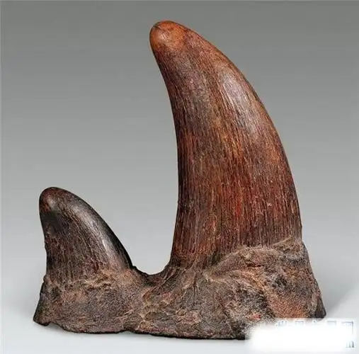 犀牛角价格高昂却有价无市 具有抗癌抑制癌症的效果