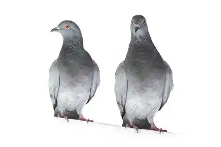 灰鸽子图片