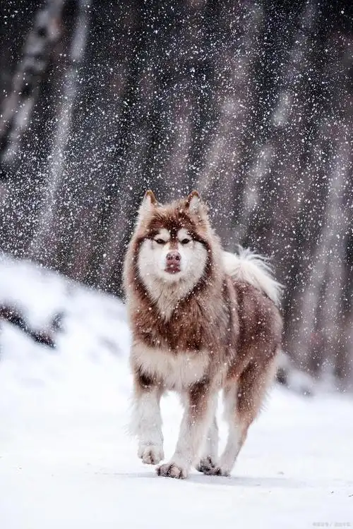 阿拉斯加雪橇犬(alaskan malamute)