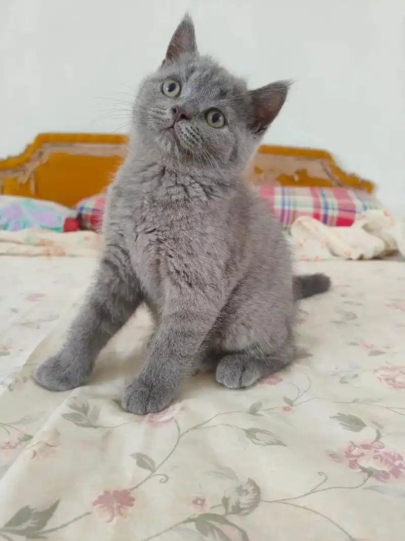 英短蓝猫广州蓝猫.蓝猫修猫找新家,自家繁育小蓝猫,无病无癣, - 抖音