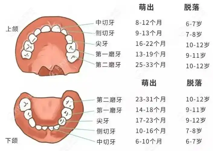 10-12岁时,4颗第 一乳磨牙脱落,恒牙对应会萌出,换牙后叫第 一双尖牙