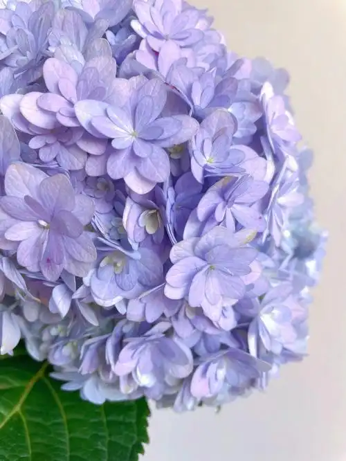 蓝色花手鞠绣球