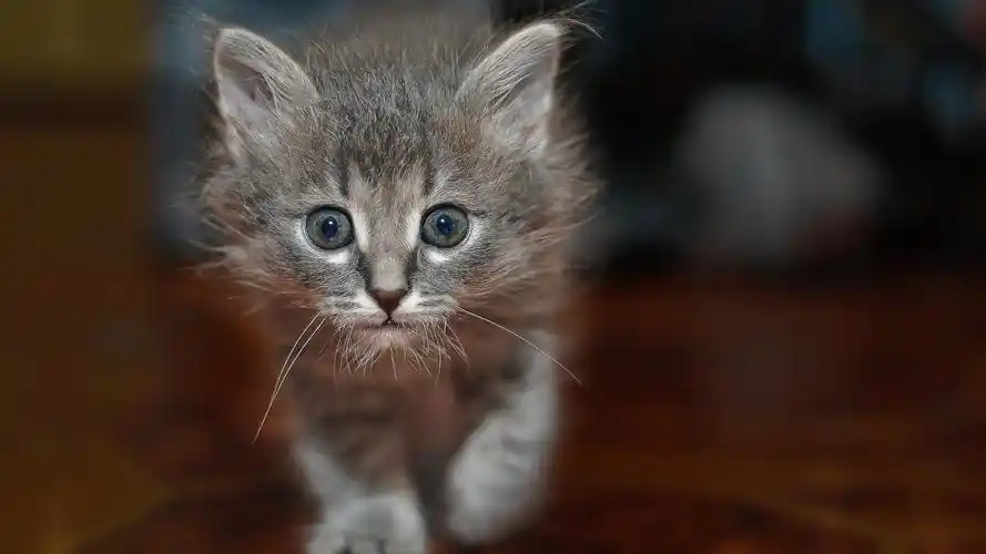 可爱猫咪高清摄影桌面壁纸下载1