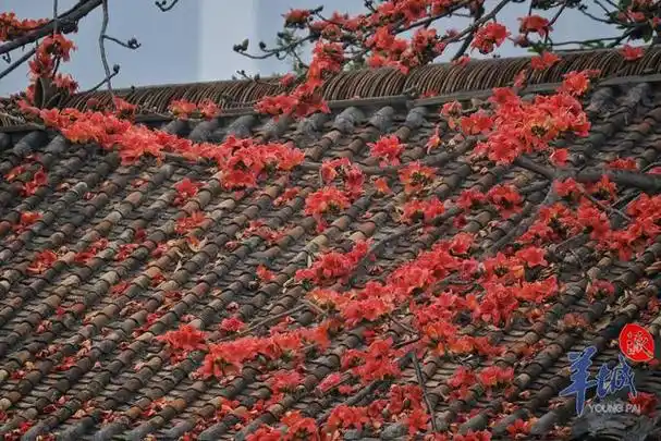 秋明拍花|羊城红棉凌寒开|盛开|广州|木棉树|木棉花_网易订阅
