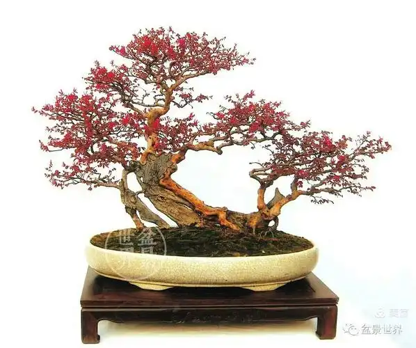 红花的诱惑～木棉