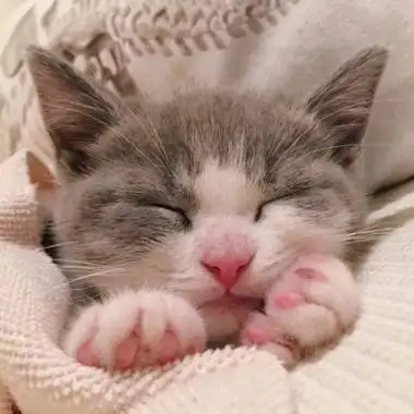 可爱的小奶猫头像高清大全 懂得感恩不负遇见-腾牛个性网