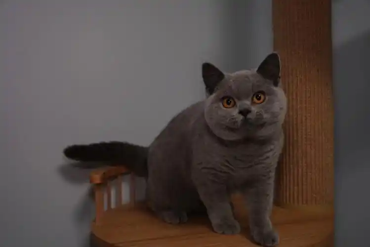 5个月的英短公猫出售,需要视频的私聊,价格优惠.