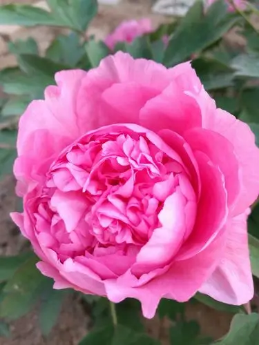 大胡红牡丹,今年开了七朵.