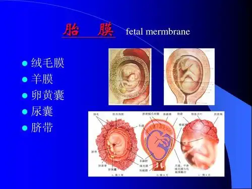 浙江大学,临床医学系,本科生《基础医学各论》课件 胎 膜 绒毛膜 羊膜