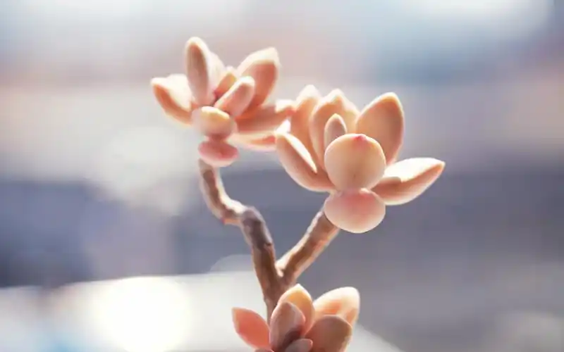 小清新植物多肉可爱桌面电脑壁纸