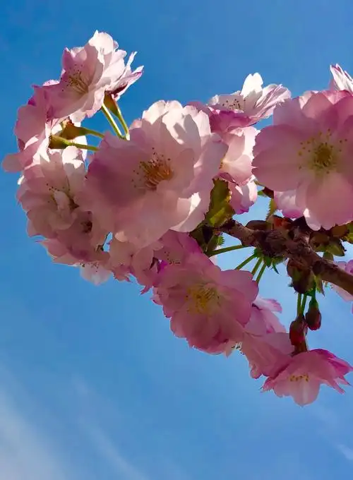 其它 北海道松前城樱花 写美篇2018年4月下旬日本樱花之旅.