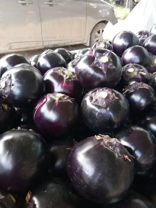 供应大厅  蔬菜 茄子 商品属性 品种名:紫光圆茄 商品详情 冀鲁豫三省