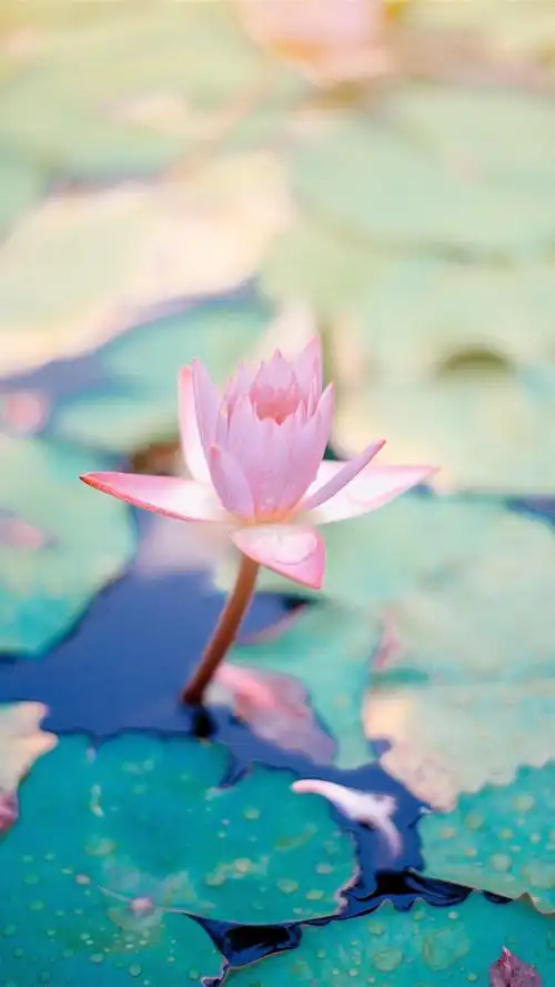 清新养眼荷花美景手机壁纸