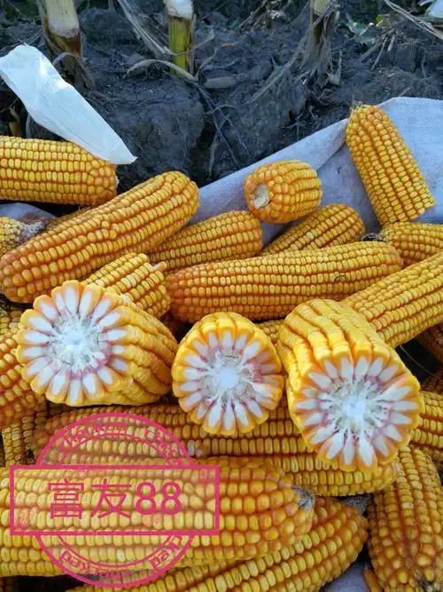 矮杆大棒抗虫新品种(非转基因)春玉101和富友88,综合抗性强,生育期127