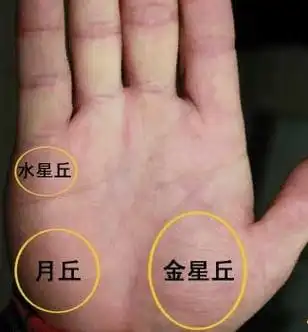 手上金星丘宽大出生在富贵的家庭,不如拥有富贵的命格.