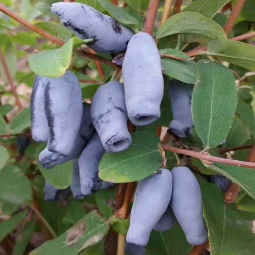 神奇水果蓝靛果超级水果山茄子黑瞎子果超大长果超级蓝莓南北种植