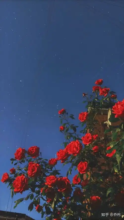 有哪些高质量的微信聊天背景图片