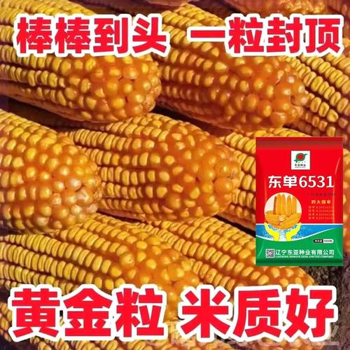 东单6531玉米种子矮杆高产玉米种子大全抗倒双胞胎抗倒病苞谷大棒