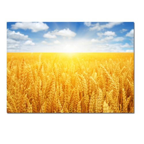 舞万花金色麦田挂画麦穗稻田风景贴画蓝天阳光中式装饰画客厅办公室壁