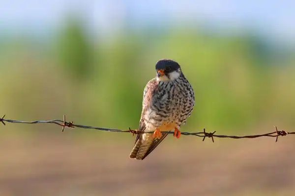 红脚隼图片百科大全_阿穆尔隼,青鹰,青燕子,黑花鹞,红腿鹞子,蚂蚱鹰