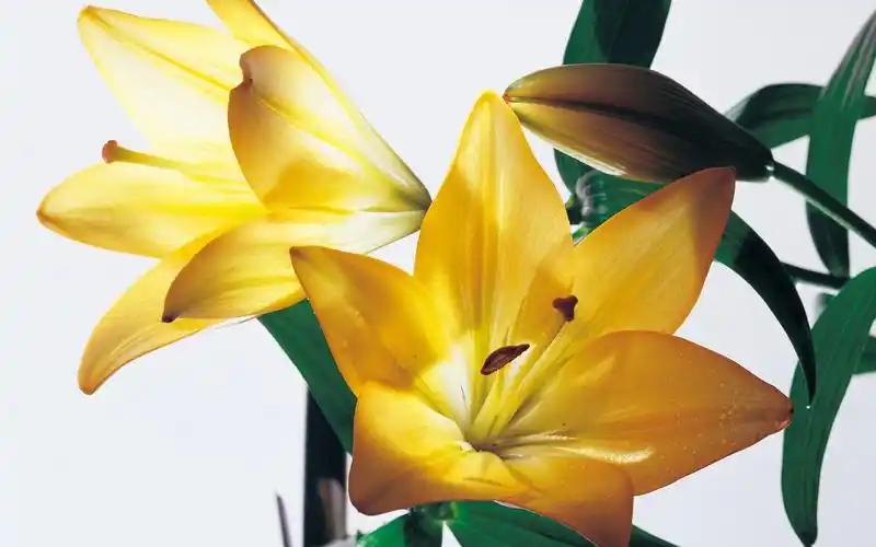 清新脱俗淡雅百合花高清桌面壁纸