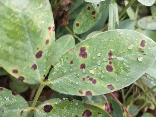 普通植物病理学实习作业植物保护二班李静娴1722124231