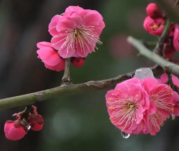 【图片15】梅花傲雪随拍--蜂鸟论坛照片套图