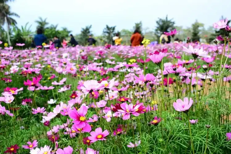 【美】澄海横陇村竟隐藏着一片如此惊艳的"花海"!