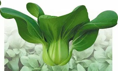 > 供应东洋青11号—青梗菜种子