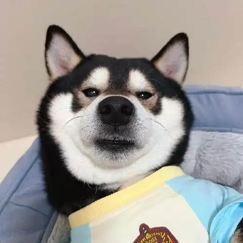 柴犬##小狗头像##记录宝宝和狗子一年内的成长