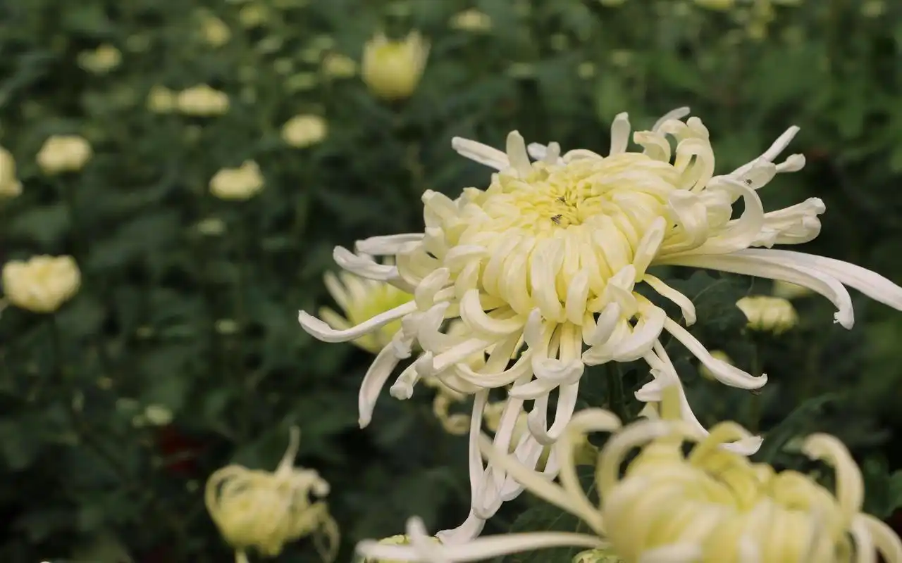 唯美秋菊摄影图片桌面壁纸