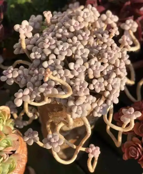 养了5年的艾伦多肉状态终于爆发了已经看不到花盆