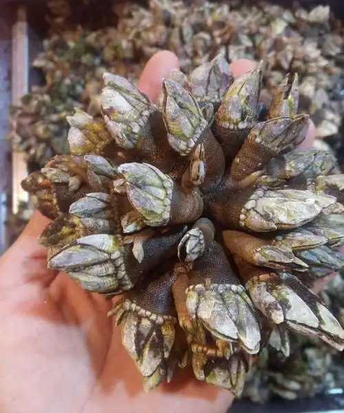 霞浦鲜活佛手贝观音手鹅颈藤壶狗爪螺佛手螺500g 3斤【图片 价格 品牌