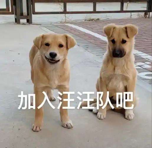 加入汪汪队吧汪汪加入表情