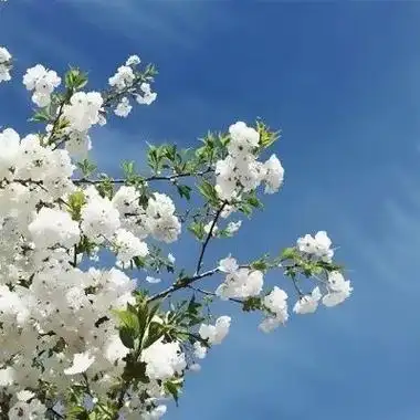 好运气的风景图片头像大全(24张)