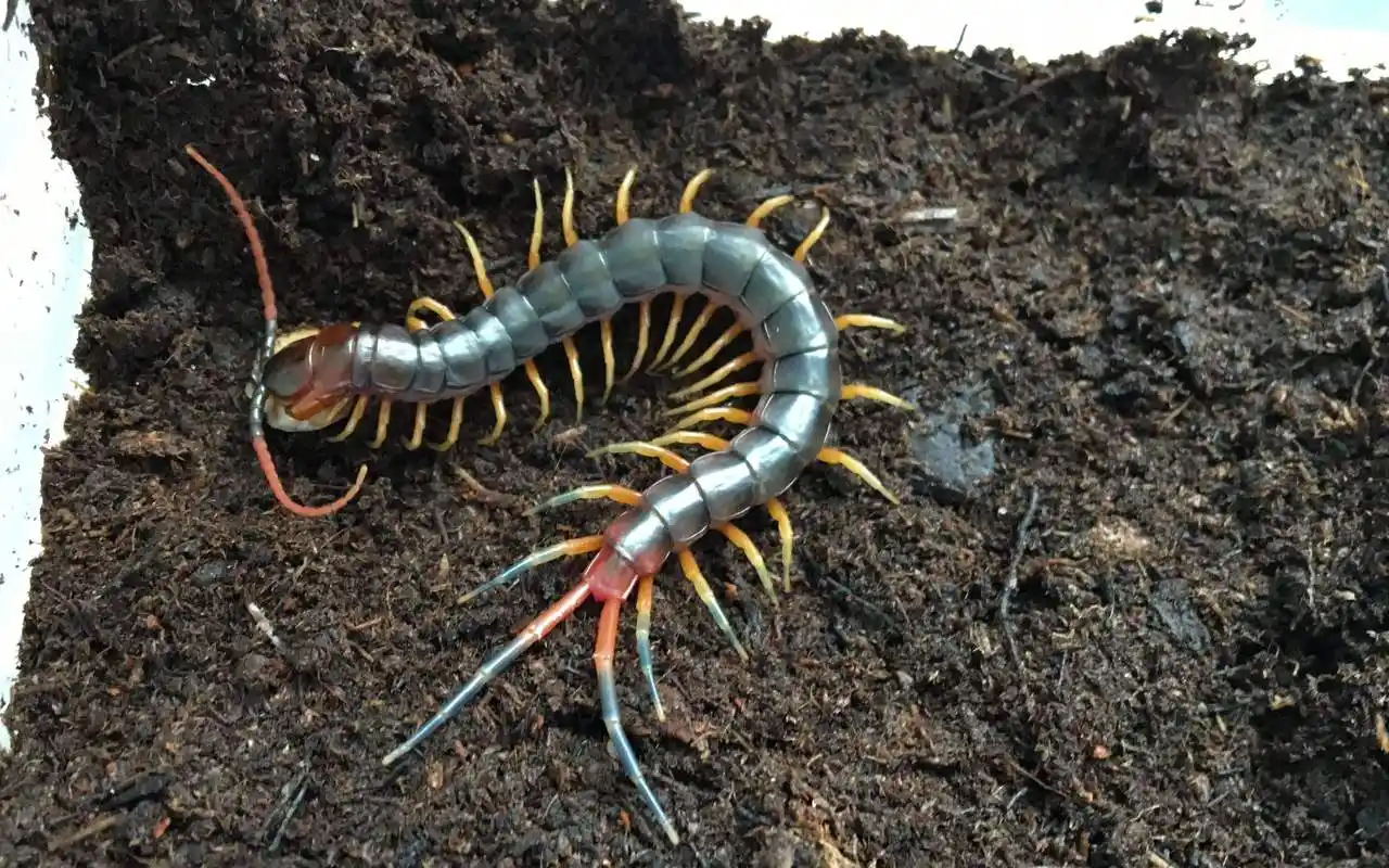 蜈蚣能分泌毒液可入药用,适宜人工饲养,这四个事情一定要做好!